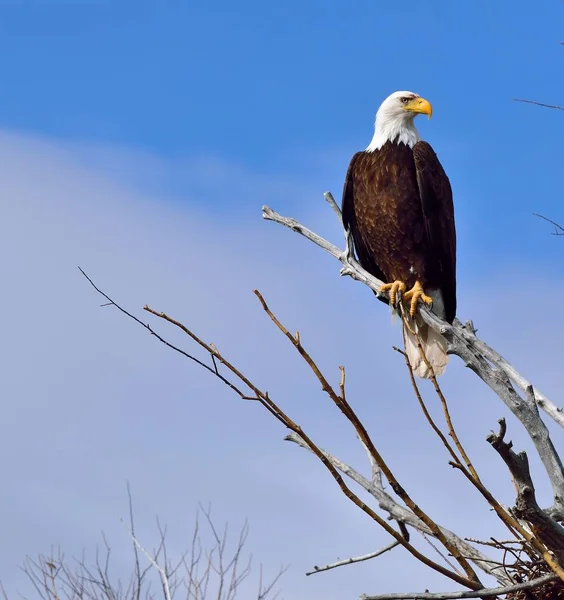 Bald eagle sitting on a branch against the sky