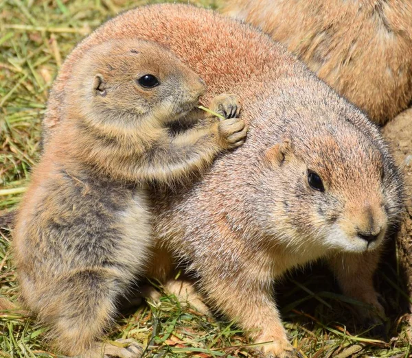 Prairie dogs mom and cub