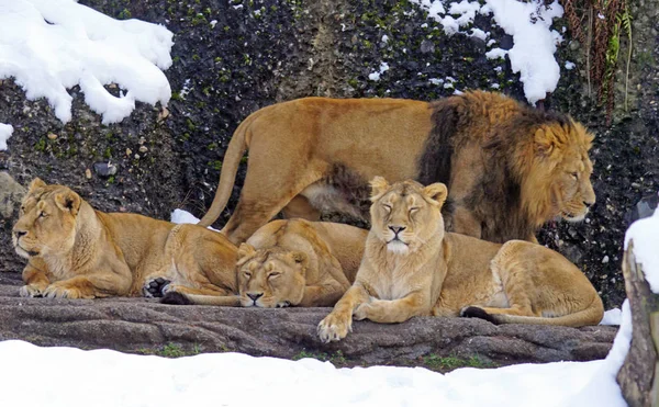Pride of lions in winter at the zoo