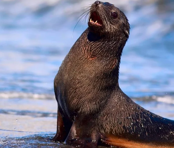 Fur seal on the shore of the ocean
