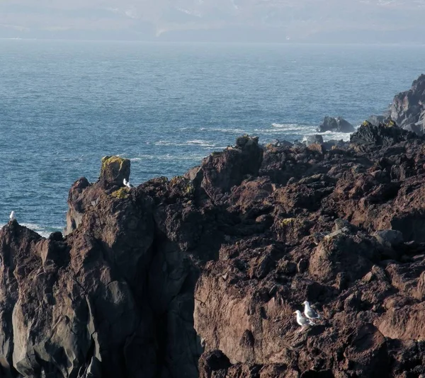 Rocks, sea and gulls on the Kola Peninsula