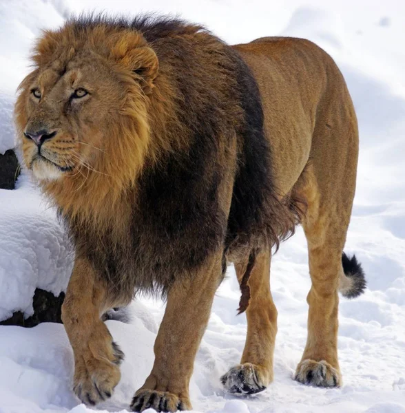 Terrible predator lion on the background of snow