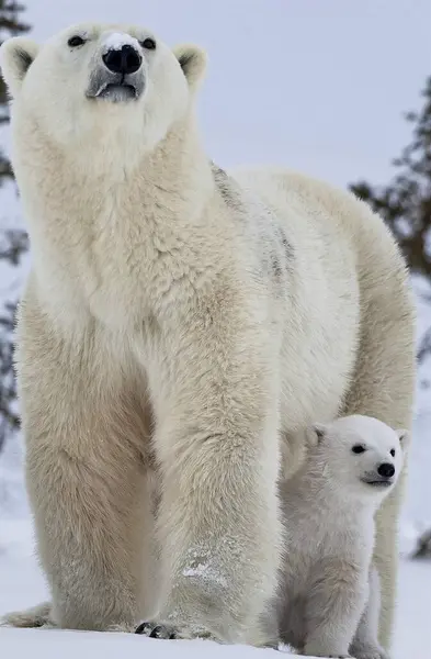 Big polar bear and the little bear