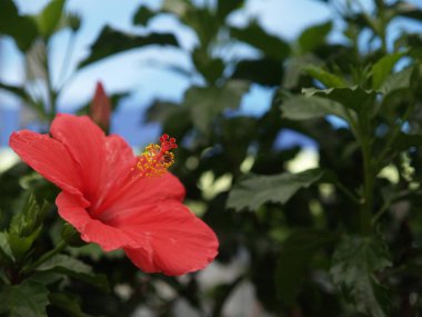 Hibiscus Beach tarafından