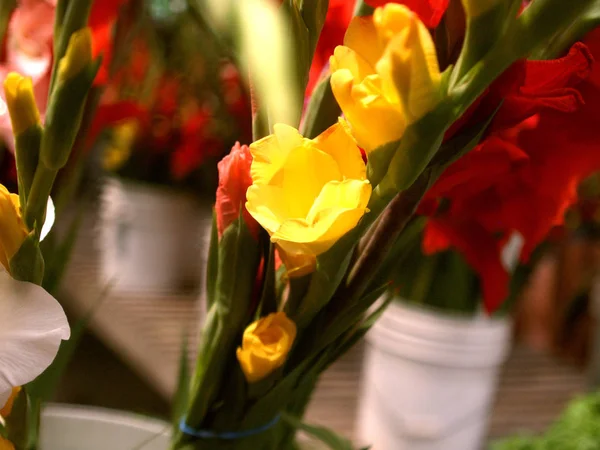 Tulipanes Mercado —  Fotos de Stock