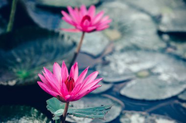 güzel pembe lotus çiçekleri gölet yeşil yaprakları ile