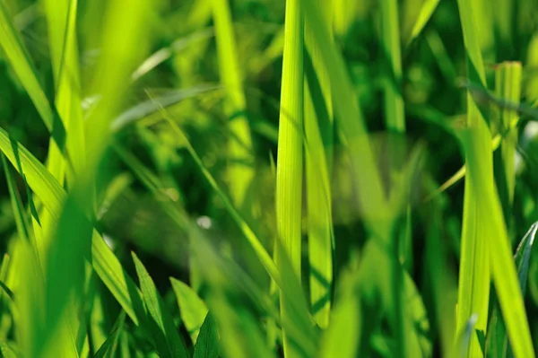 Nahaufnahme Von Grünen Grasblättern Der Sonne — Stockfoto