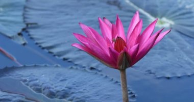 Havuzda yeşil yaprakları ile güzel pembe lotus çiçeği