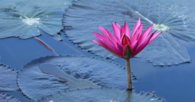 Havuzda yeşil yaprakları ile güzel pembe lotus çiçeği