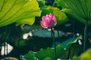 Havuzda yeşil yaprakları ile güzel pembe lotus çiçeği