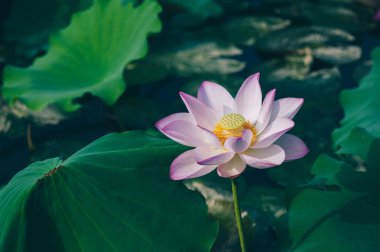 güzel pembe lotus çiçeği gölet yeşil yaprakları ile Üstten Görünüm