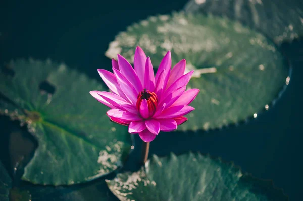 Top view of beautiful pink lotus flower with green leaves in pond