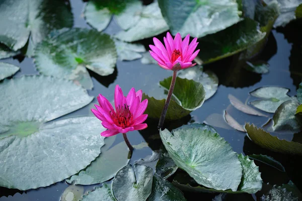 Top View Beautiful Pink Lotus Flowers Green Leaves Pond — Stock Photo, Image