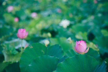 Havuzda yeşil yaprakları ile güzel pembe lotus çiçeği