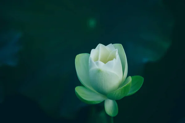 Widok Piękny Bukiet Kwiat Zielonych Liści Stawie Bliska — Zdjęcie stockowe