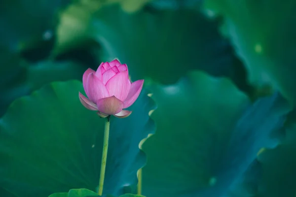Красивый Розовый Цветок Лотоса Зелеными Листьями Пруду — стоковое фото