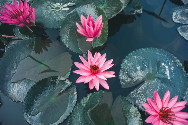 Top view of beautiful pink lotus flowers with green leaves in pond