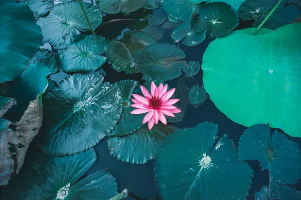 Top View Beautiful Pink Lotus Flowers Green Leaves Pond — Stock Photo, Image