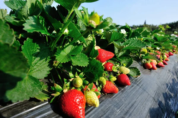 Rote Und Grüne Erdbeeren Wachsen Garten — Stockfoto