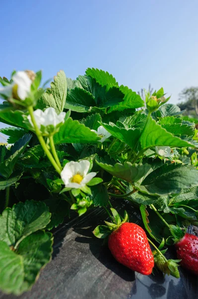 Morangos Vermelhos Verdes Que Crescem Jardim — Fotografia de Stock