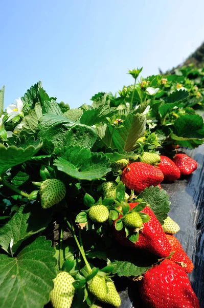 Morangos Vermelhos Verdes Que Crescem Jardim — Fotografia de Stock