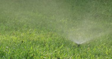 Otomatik Sprinkler yeşil çim sulama