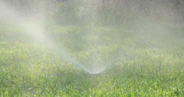 Otomatik Sprinkler yeşil çim sulama