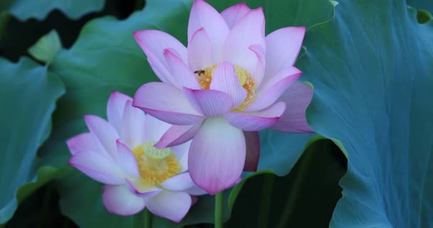 美丽的粉红色莲花与池塘中绿叶的特写 — 图库视频影像