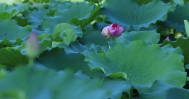 güzel ikiz lotus çiçekleri havuzda bir sap üzerinde 