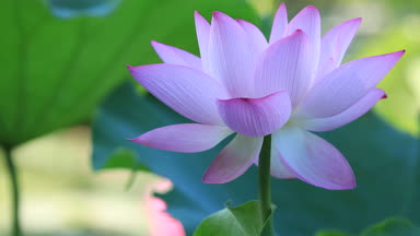 Güzel pembe lotus çiçeği gölet yeşil yaprakları ile görünümünü kapat