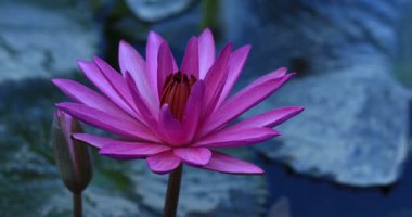 Güzel pembe lotus çiçeği gölet yeşil yaprakları ile görünümünü kapat