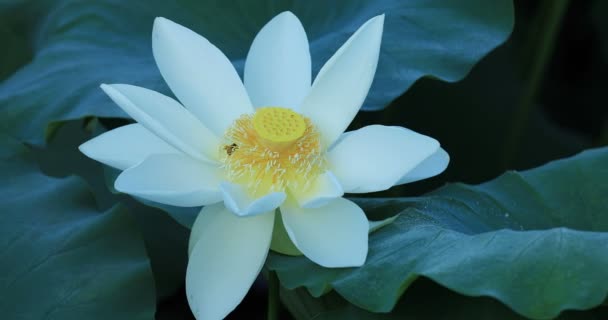 Close Vista Bela Flor Lótus Branco Com Folhas Verdes Lagoa — Vídeo de Stock