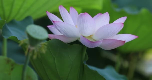 美丽的粉红莲花与池塘中绿叶的特写 — 图库视频影像
