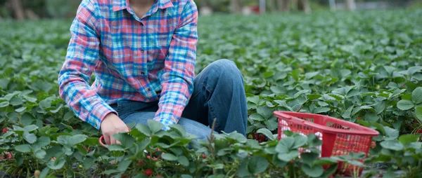 Agriculteur Cueillette Des Fraises Mûres Dans Champ — Photo