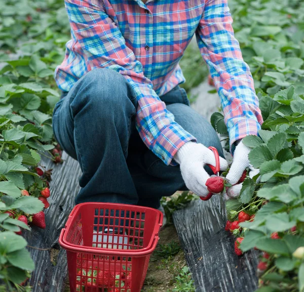 Landwirt Pflückt Reife Erdbeeren Auf Dem Feld — Stockfoto