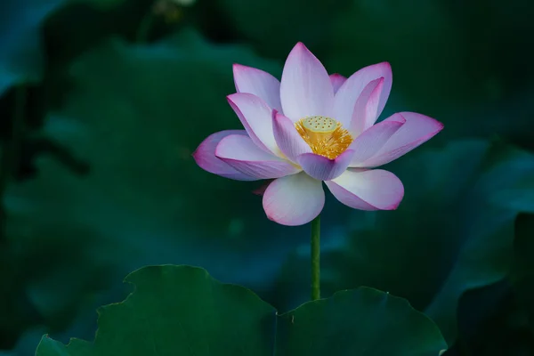 Belle Fleur Lotus Rose Avec Des Feuilles Vertes Dans Étang — Photo