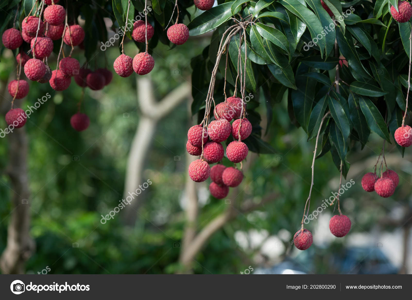Lychee Tropical Fruits Growing Tree Stock Photo by ©lzf 202800290