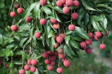  Lychee tropikal meyve ağacı büyüyen