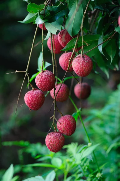  Lychee tropikal meyve ağacı büyüyen
