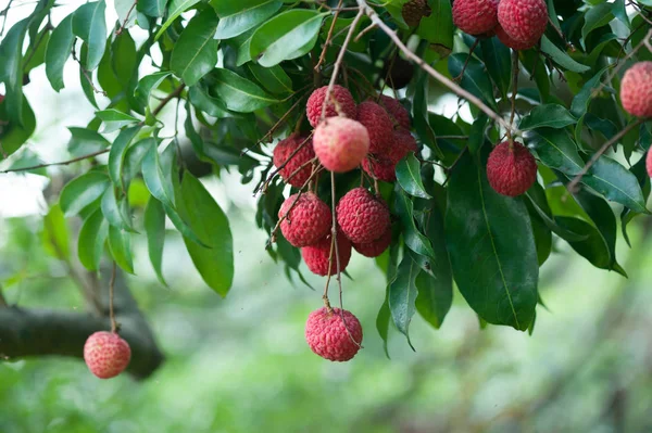  Lychee tropikal meyve ağacı büyüyen