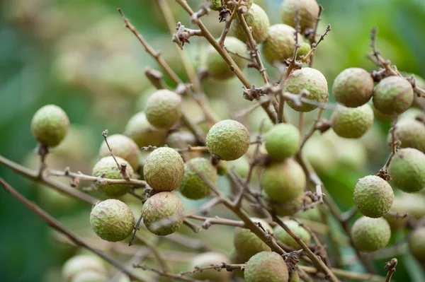 Frutas Tropicales Longan Que Crecen Árbol —  Fotos de Stock