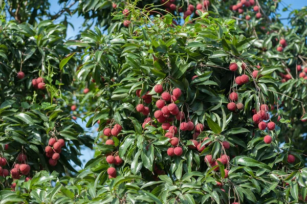  Lychee tropikal meyve ağacı büyüyen
