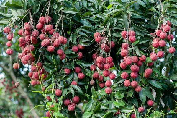  Lychee tropikal meyve ağacı büyüyen