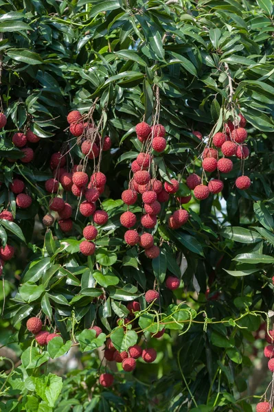 Frutas Tropicales Del Lichi Que Crecen Árbol —  Fotos de Stock