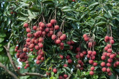  Lychee tropikal meyve ağacı büyüyen