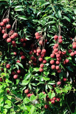  Lychee tropikal meyve ağacı büyüyen