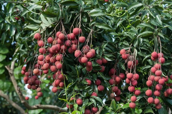Tropické Ovoce Liči Roste Stromě — Stock fotografie