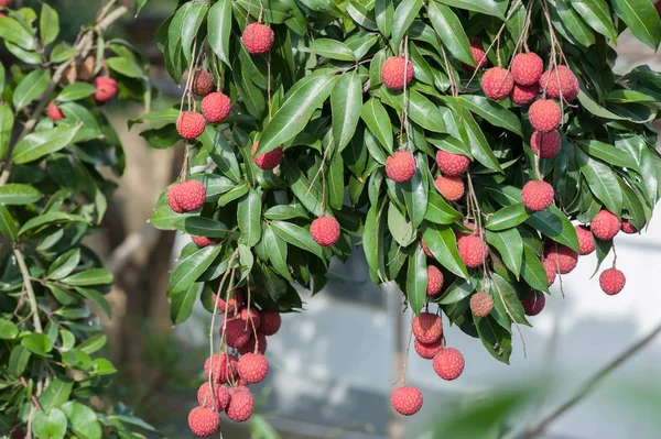 Tropikalne Owoce Liczi Rośnie Drzewie — Zdjęcie stockowe