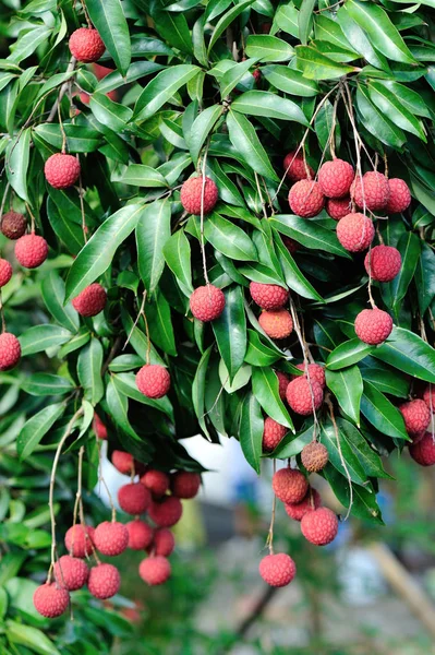 Lychee Tropical Fruits Growing Tree — Stock Photo, Image