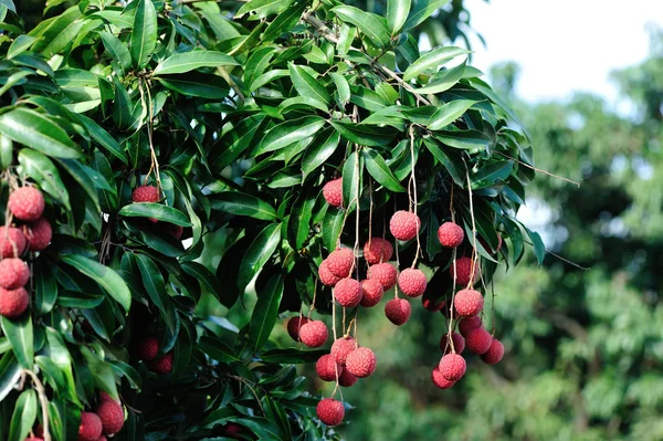 Frutas Tropicales Del Lichi Que Crecen Árbol — Foto de Stock